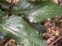 Ocotea leucoxylon