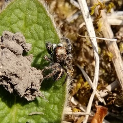 Pellenes tripunctatus