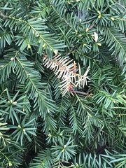 Pestalotiopsis funerea