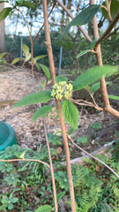 Viburnum rhytidophyllum