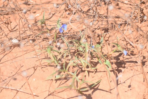whitemouth dayflower