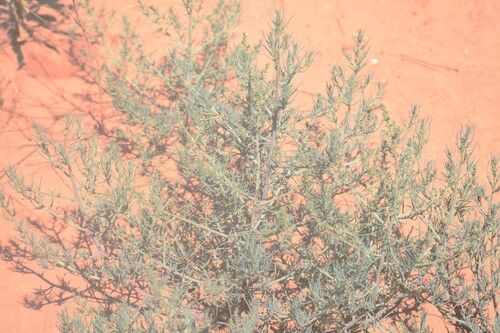Prickly Russian Thistle