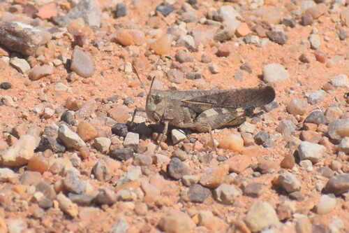 Plains Yellow-winged Grasshopper
