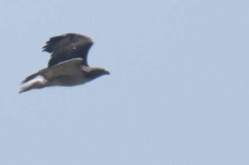 Red-tailed Hawk
