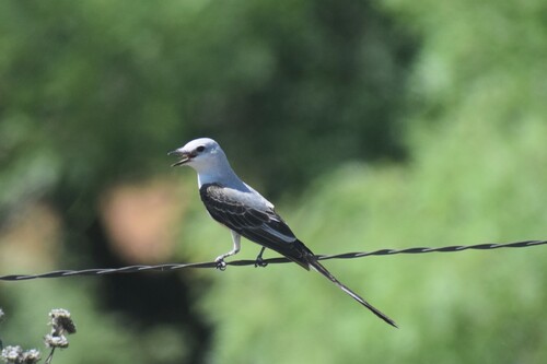 Scissor-tailed Flycatcher