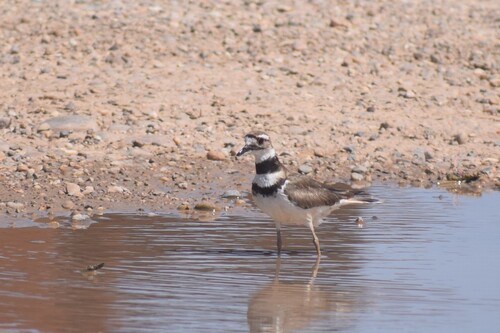 Killdeer