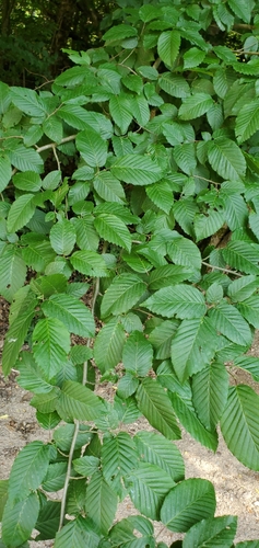 European Hornbeam