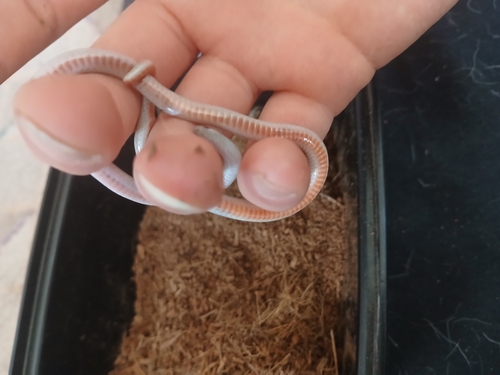 Southwestern Blackhead Snake