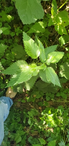 great stinging nettle