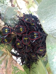 Pachylis pharaonis