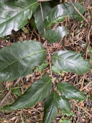 Ocotea leucoxylon