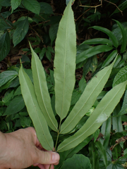 Coniogramme japonica, photograph (c) John Baur, some rights reserved (CC BY)