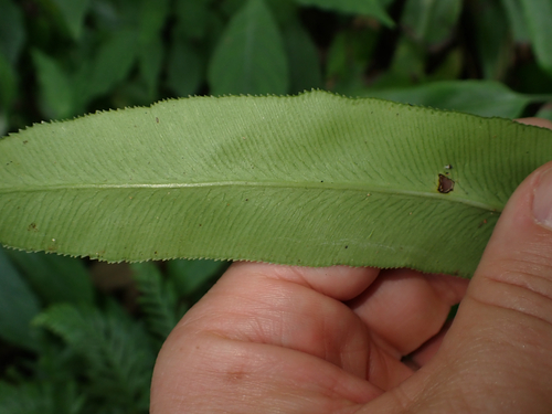 Coniogramme japonica, photograph 6