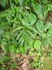 Coniogramme japonica, photograph (c) John Baur, some rights reserved (CC BY)