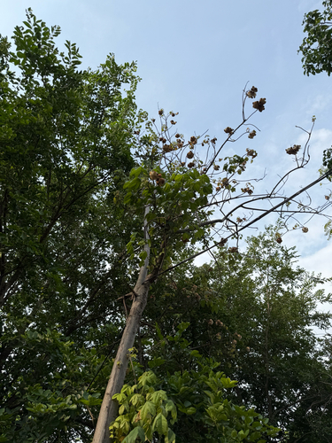 Cochlospermum religiosum, 2026-06-08