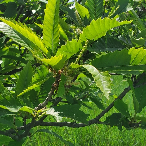 Sweet Chestnut