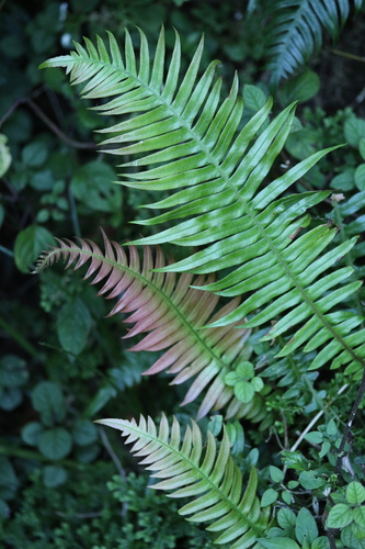 Pointed Hard Fern