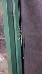 Tropidoderus gracilifemur