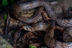 Medog Kukri Snake photo 2