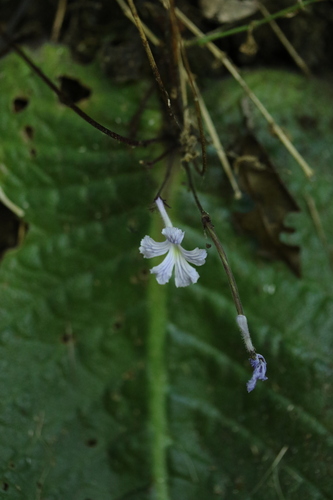 Streptocarpus haygarthii