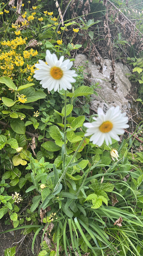 oxeye daisy