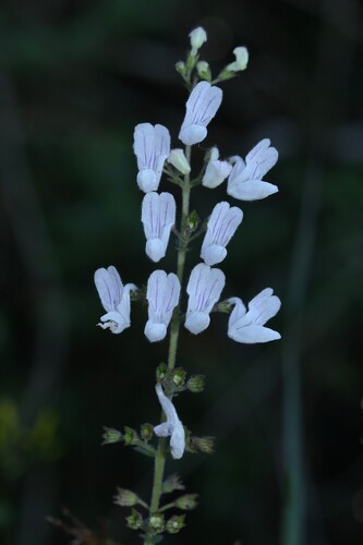 Citronella Spurflower
