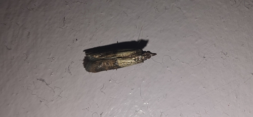 Indian-Meal Moth