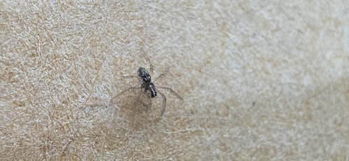 European Nursery Web spider