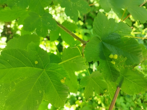 Maple gall wasp