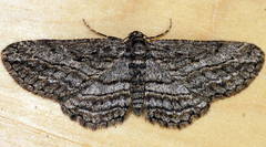 Psilosticha loxoschema