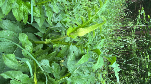 Cabbage Thistle