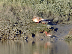 Limosa limosa islandica