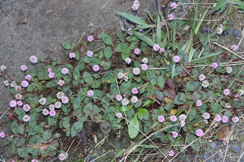 pink knotweed