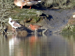 Limosa limosa islandica
