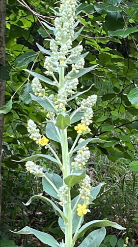 great mullein