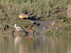 Limosa limosa islandica