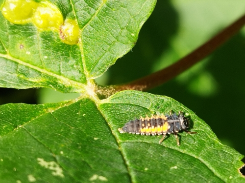 Asian Lady Beetle