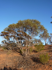 Eucalyptus incrassata