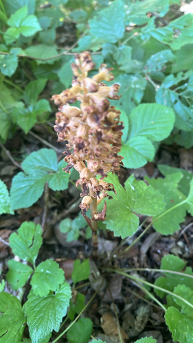 bird's-nest orchid