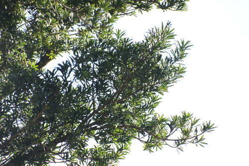 real yellowwood