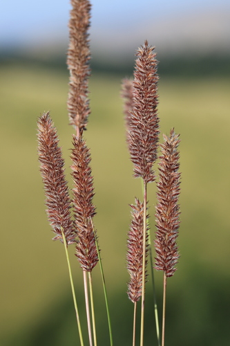 Pongwa Grass