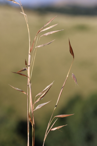 Boat Grass