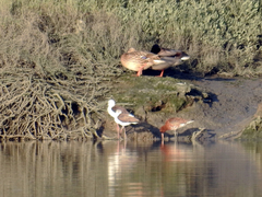 Limosa limosa islandica