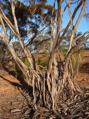 Eucalyptus incrassata