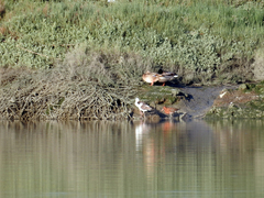 Limosa limosa islandica