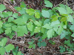 Toxicodendron radicans verrucosum
