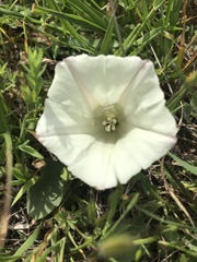Calystegia subacaulis