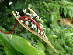 Alpinia intermedia