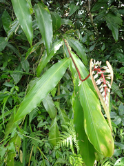 Alpinia intermedia, photograph (c) John Baur, some rights reserved (CC BY)