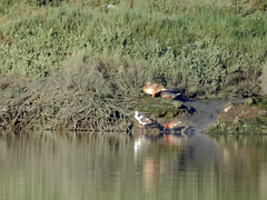Limosa limosa islandica